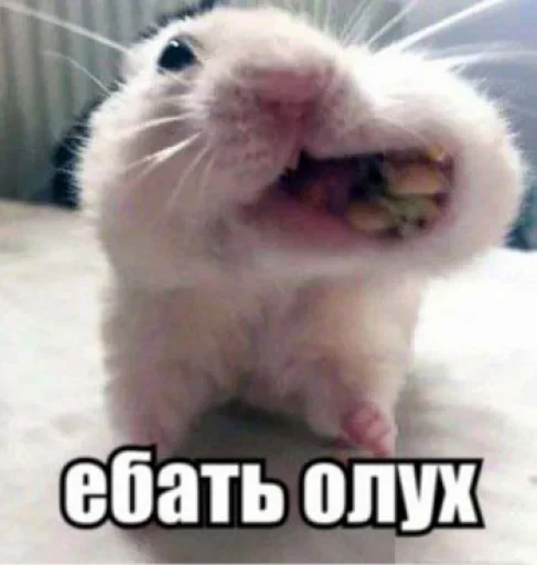 🐹 Стикер «недындра» для Telegram