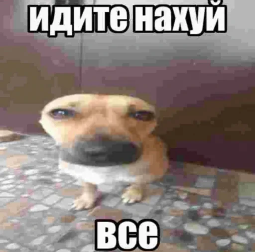 🐩 Стикер «недындра» для Telegram