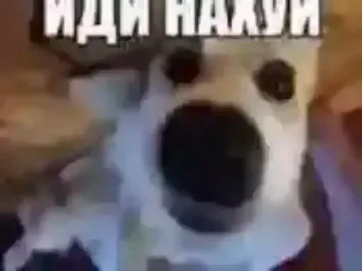 🐶 Стикер «недындра» для Telegram