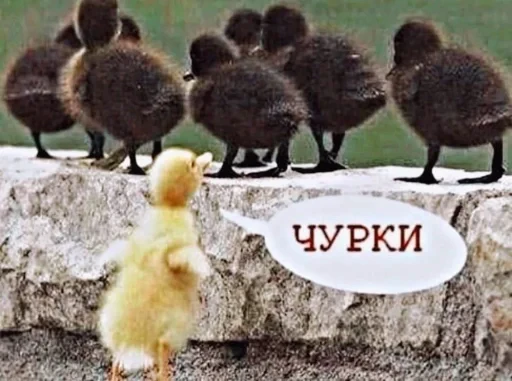 🐣 Стикер «недындра» для Telegram