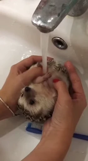 🦔 Стикер «Hedgehog» для Telegram