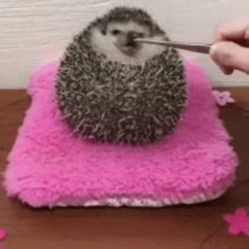 🦔 Стикер «Hedgehog» для Telegram