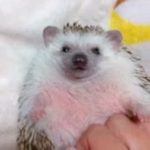 🦔 Стикер «Hedgehog» для Telegram
