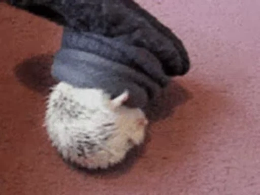 🦔 Стикер «Hedgehog» для Telegram