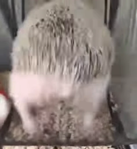 🦔 Стикер «Hedgehog» для Telegram