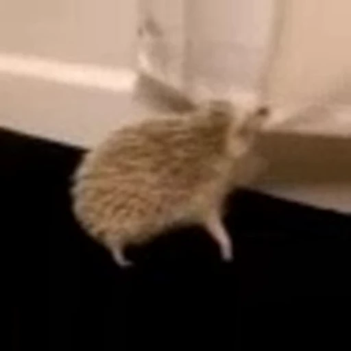 🦔 Стикер «Hedgehog» для Telegram