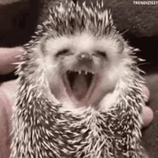 🦔 Стикер «Hedgehog» для Telegram