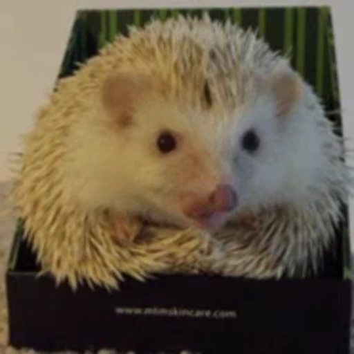 🦔 Стикер «Hedgehog» для Telegram