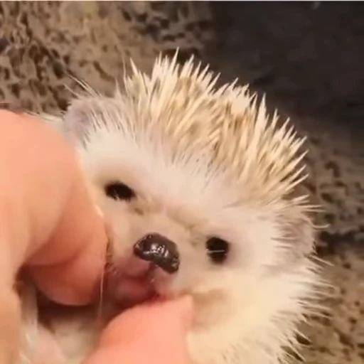 🦔 Стикер «Hedgehog» для Telegram