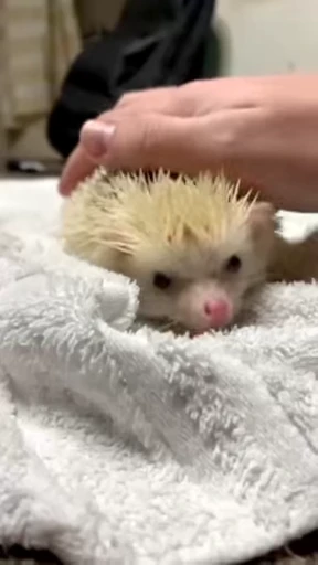 🦔 Стикер «Hedgehog» для Telegram