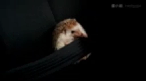 🦔 Стикер «Hedgehog» для Telegram