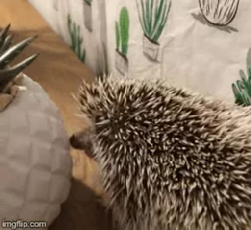 🦔 Стикер «Hedgehog» для Telegram