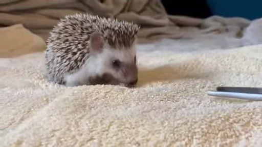 🦔 Стикер «Hedgehog» для Telegram