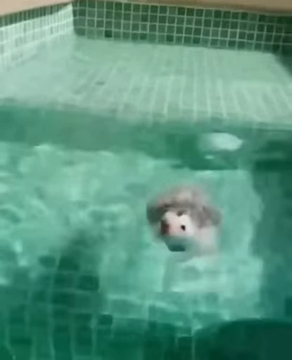 🦔 Стикер «Hedgehog» для Telegram