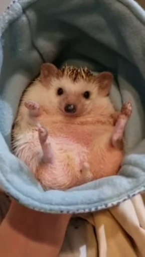 🦔 Стикер «Hedgehog» для Telegram