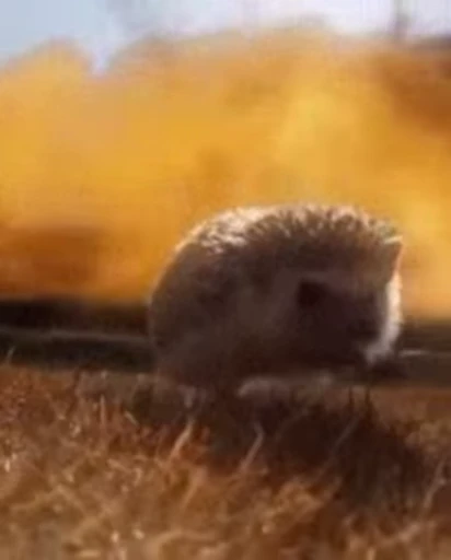 🦔 Стикер «Hedgehog» для Telegram