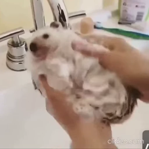 🦔 Стикер «Hedgehog» для Telegram