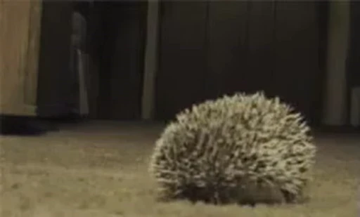 🦔 Стикер «Hedgehog» для Telegram