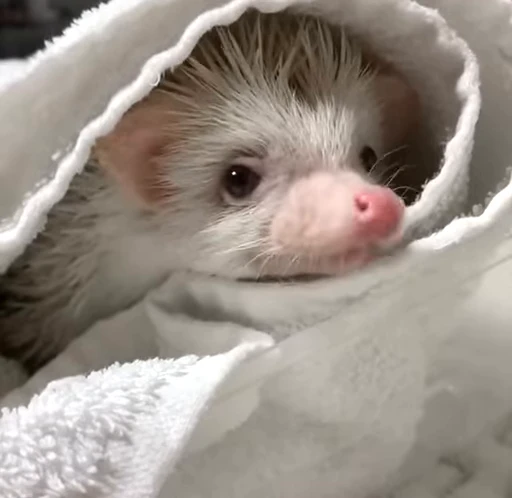 🦔 Стикер «Hedgehog» для Telegram