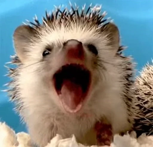 🦔 Стикер «Hedgehog» для Telegram