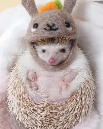 🦔 Стикер «Hedgehog» для Telegram