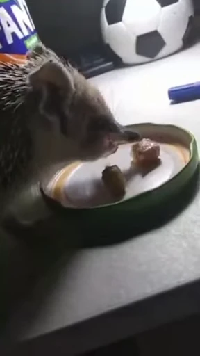 🦔 Стикер «Hedgehog» для Telegram