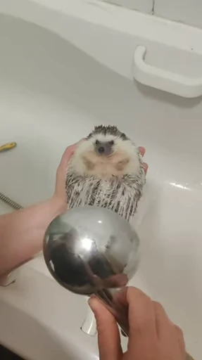 🦔 Стикер «Hedgehog» для Telegram