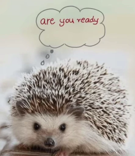 🦔 Стикер «Hedgehog» для Telegram