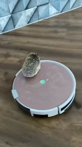 🦔 Стикер «Hedgehog» для Telegram
