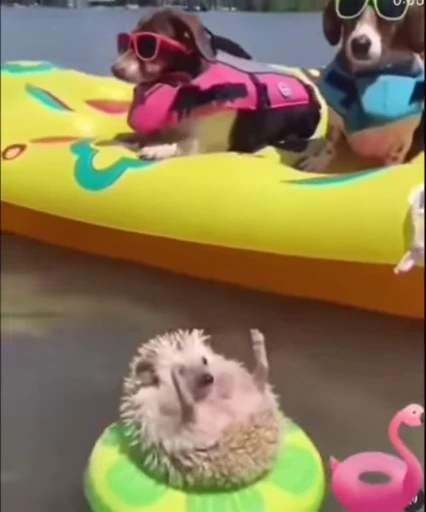 🦔 Стикер «Hedgehog» для Telegram