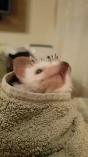 🦔 Стикер «Hedgehog» для Telegram