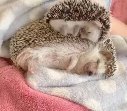 🦔 Стикер «Hedgehog» для Telegram