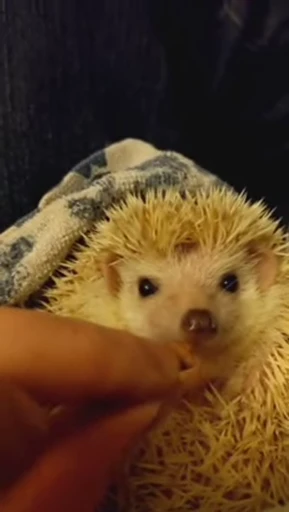 🦔 Стикер «Hedgehog» для Telegram
