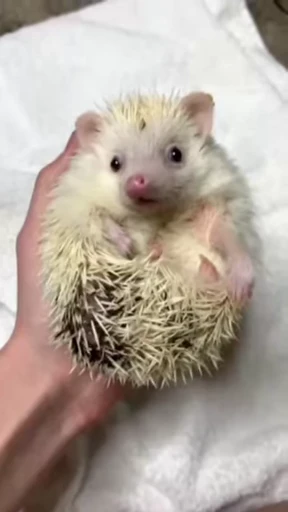 🦔 Стикер «Hedgehog» для Telegram