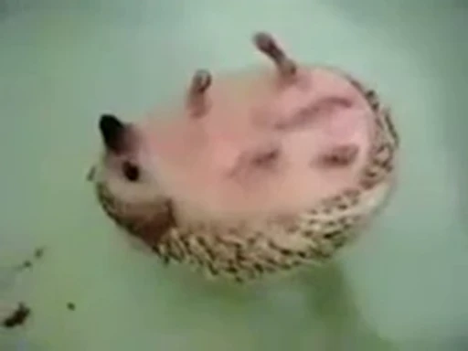 🦔 Стикер «Hedgehog» для Telegram