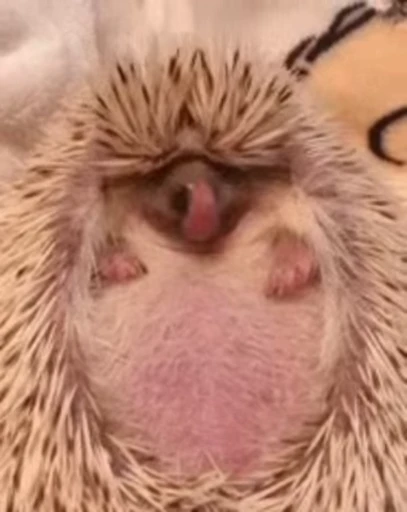🦔 Стикер «Hedgehog» для Telegram