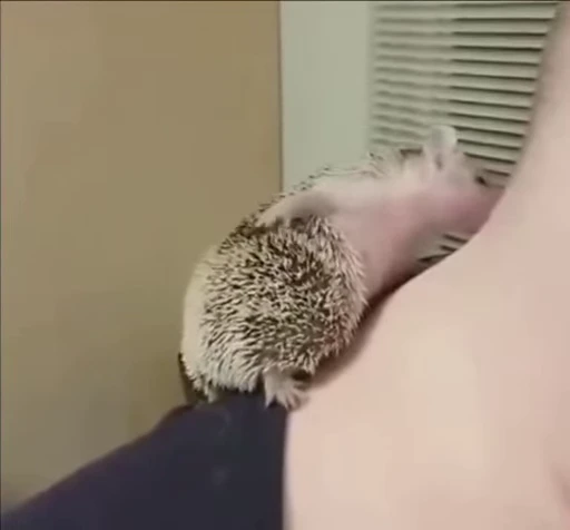 🦔 Стикер «Hedgehog» для Telegram