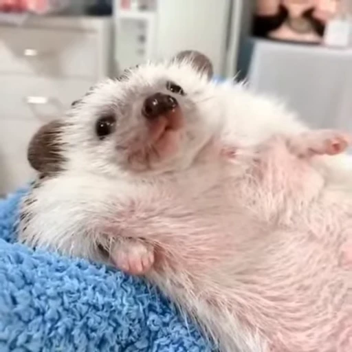 🦔 Стикер «Hedgehog» для Telegram