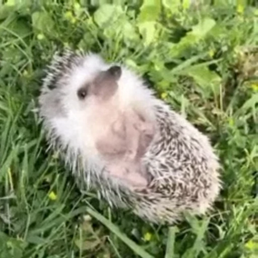 🦔 Стикер «Hedgehog» для Telegram
