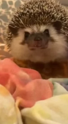🦔 Стикер «Hedgehog» для Telegram