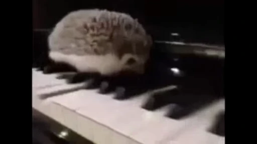🦔 Стикер «Hedgehog» для Telegram