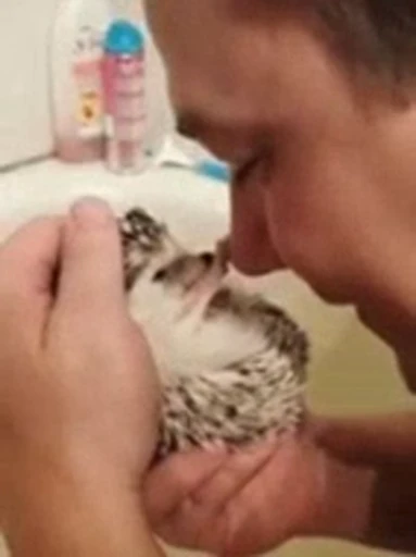 🦔 Стикер «Hedgehog» для Telegram