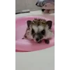 Стикер 13 ☺️ Ёжики