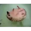 Стикер 16 ☺️ Ёжики
