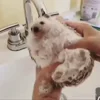 Стикер 9 ☺️ Ёжики
