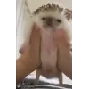 Стикер 10 ☺️ Ёжики