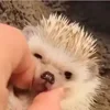 Стикер 3 ☺️ Ёжики