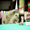 Стикер 19 ☺️ Ёжики