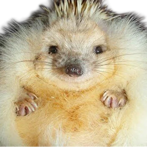 Стикерпак hedgehogs Beauty Stickers для Telegram