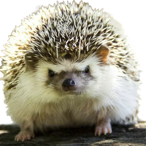 😡 Стикер «hedgehogs Beauty Stickers» для Telegram
